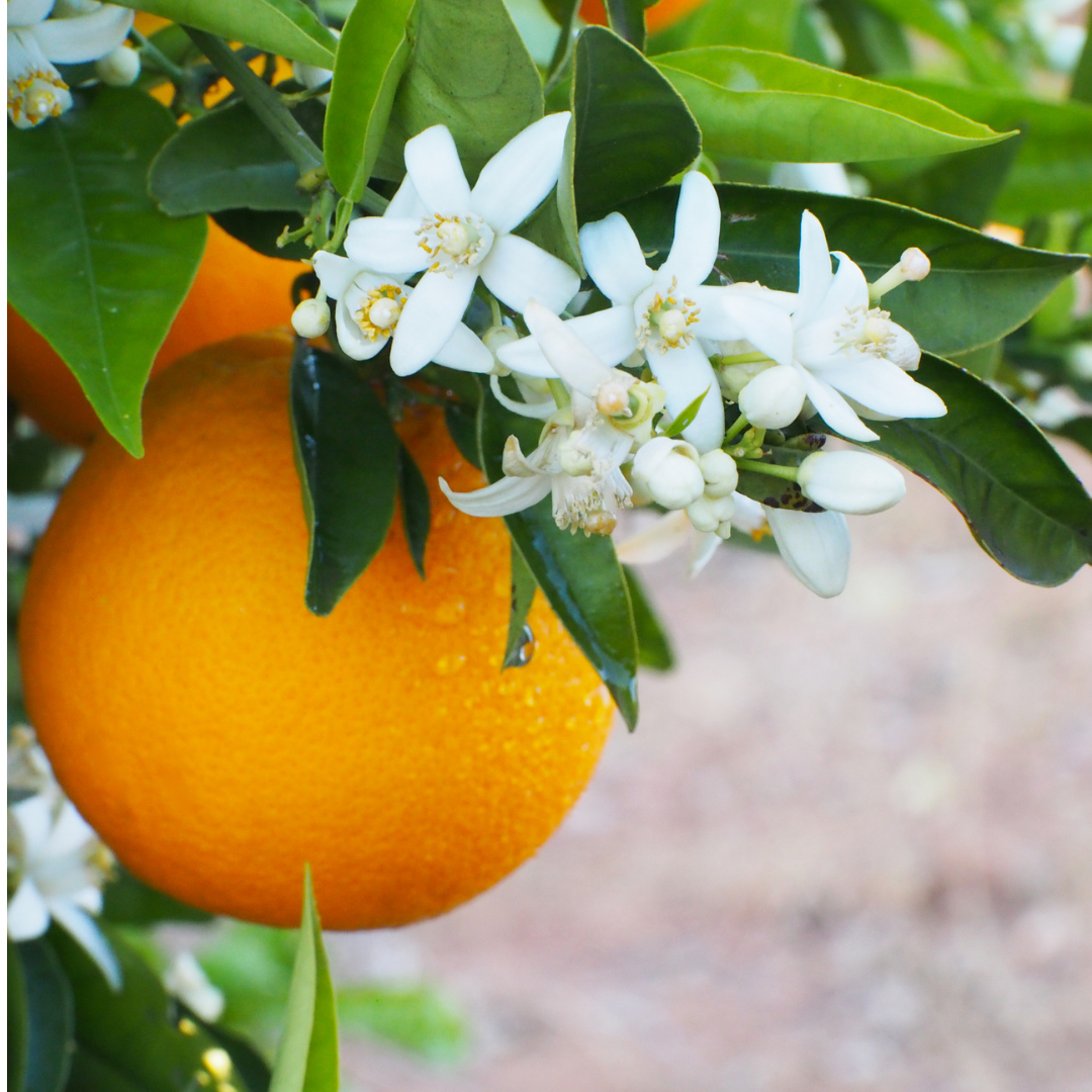 Neroli Blossom Body Oil Deluxe Mini